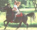 Farm Animal Health: Exercise for Horses, Padding Shod Horses and Proper Feed for Cows Image